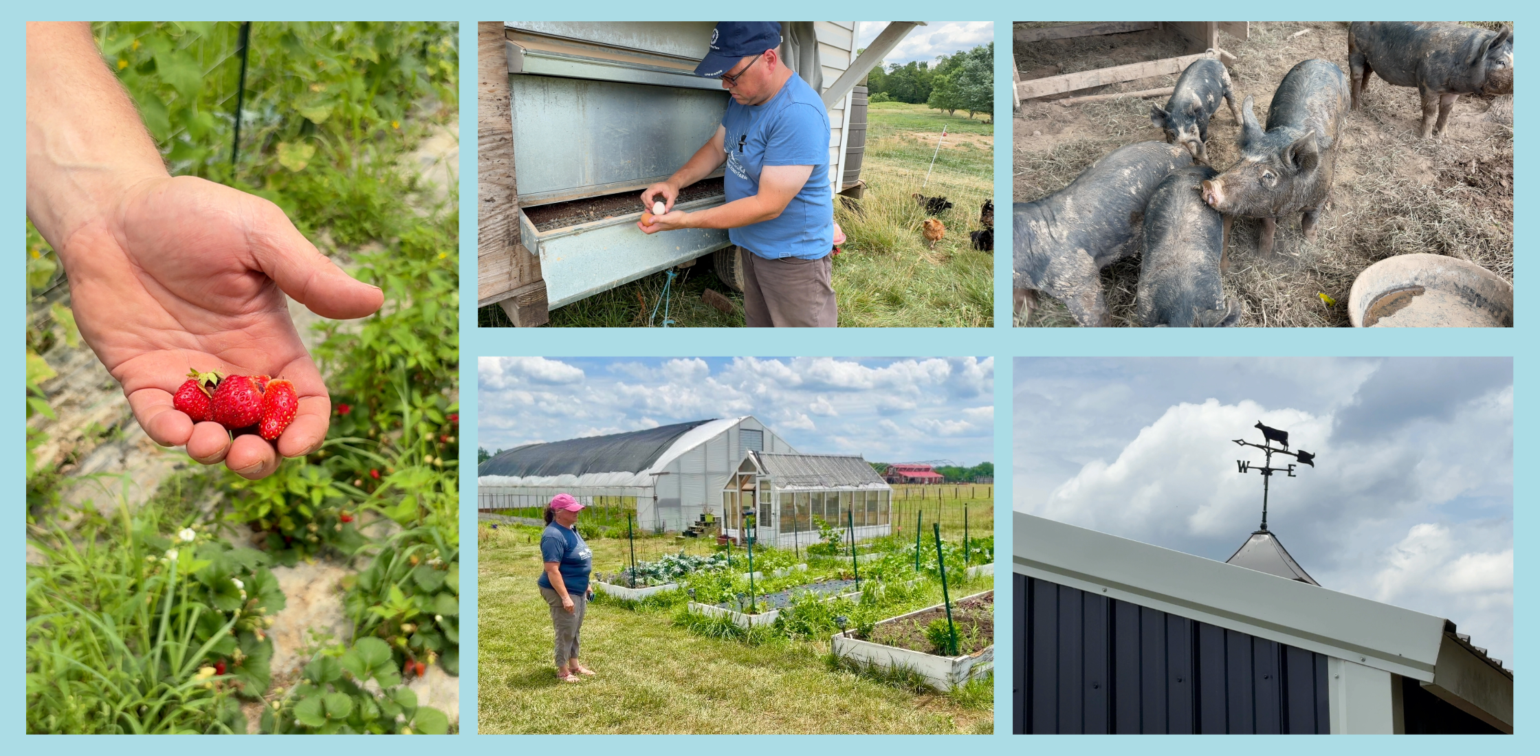 Sunshine Honey Farm collage of photos