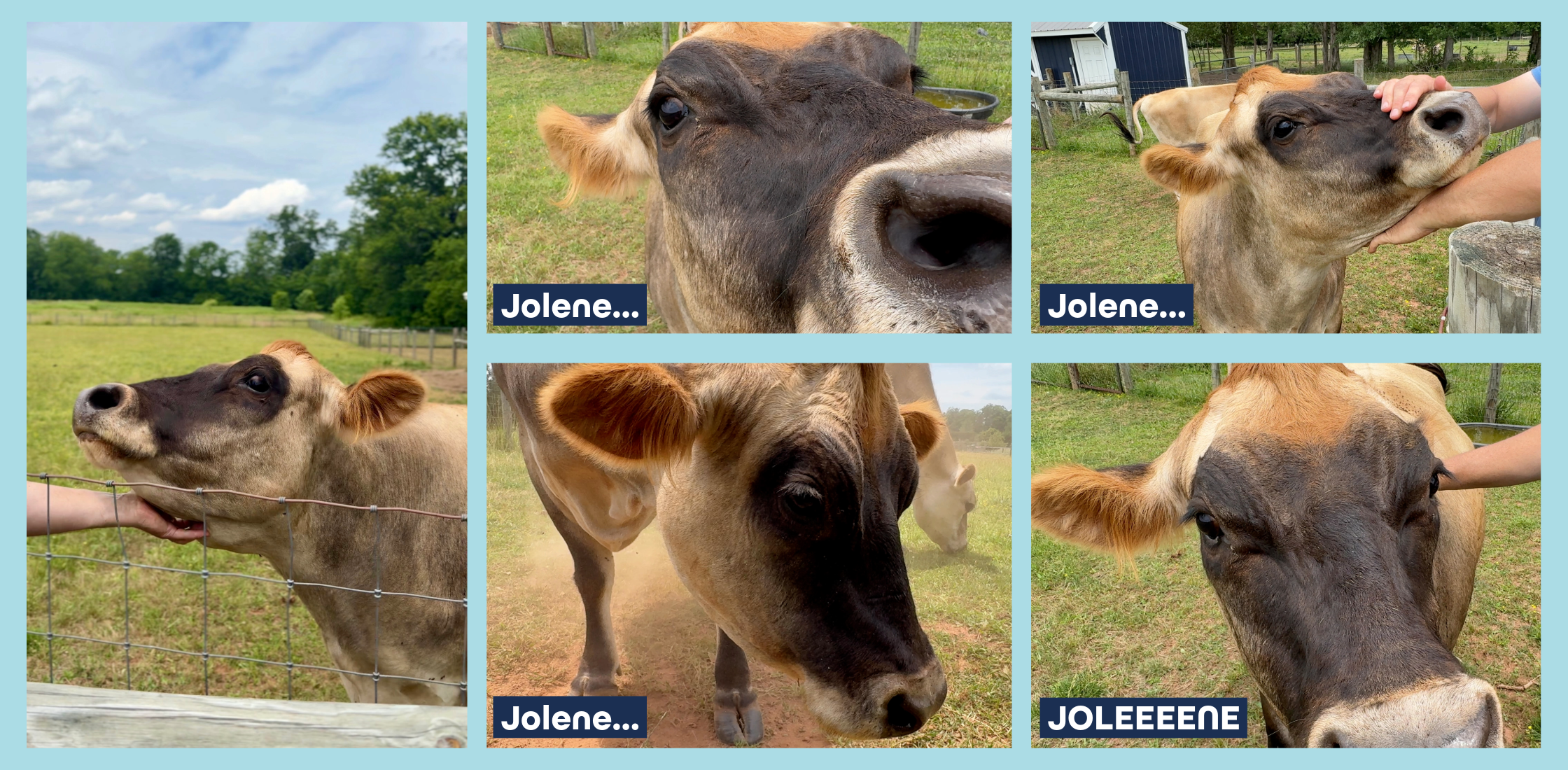 Jolene, the dairy cow of Sunshine Honey Farm 