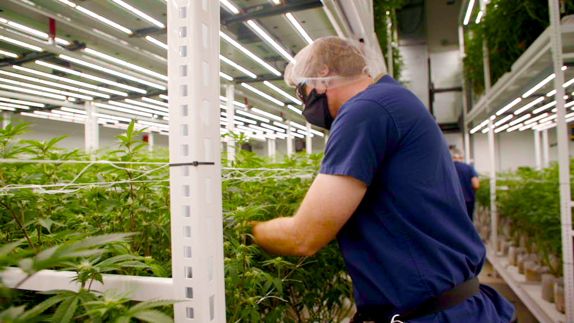 Beyond Hello employee in gloves, mask, and hair net works with mature plants.
