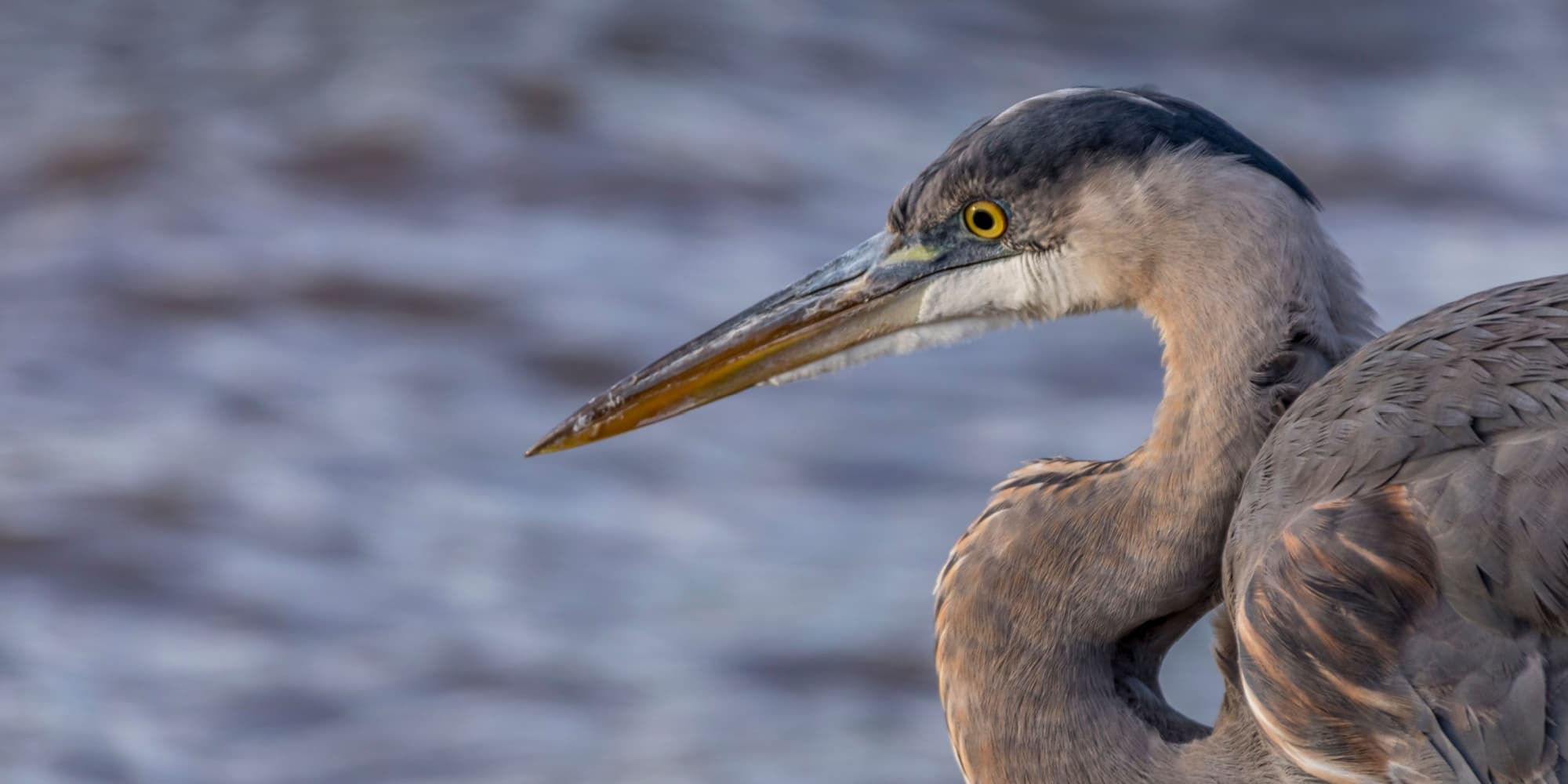 picture of a bird in water